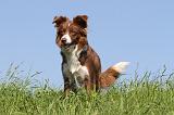 BORDER COLLIE 580
